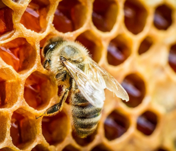 თაფლის ექსპორტი იზრდება - სად იყიდება ქართული თაფლი?