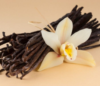 Vanil bitkisinin faydaları: Sinirləri dincəldir, öskürəyı xırp kəsir
